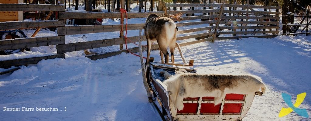 Rentier Farm besuchen in Rovaniemi - Lappland Reise Blog dronezmeup