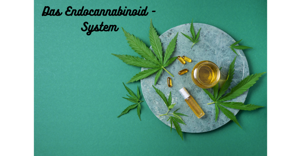 CBD Endocannabinoid System Alice Kilimann Texterin