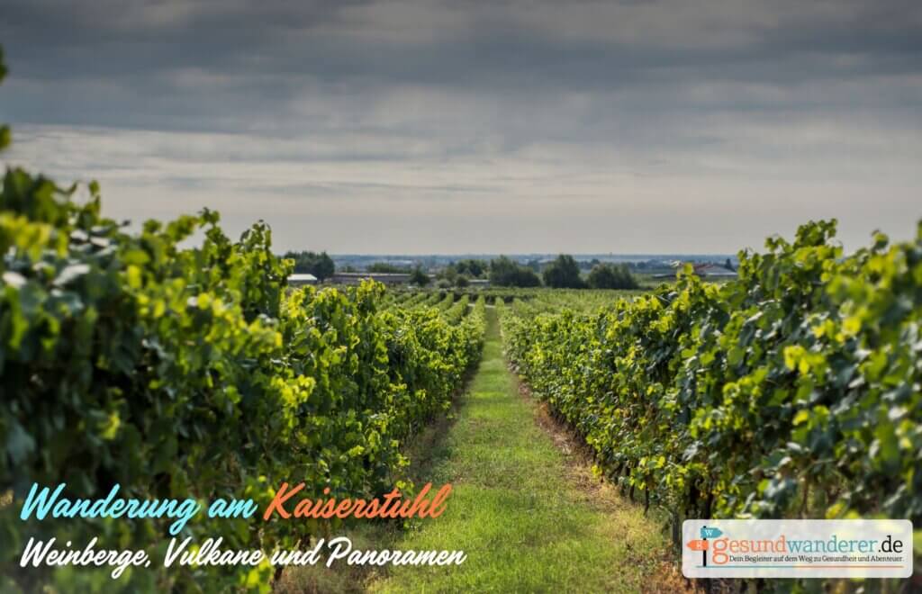 Neue Wanderung und Tipps vom Profi: Wanderung am Kaiserstuhl in Baden - Gesundwanderer
