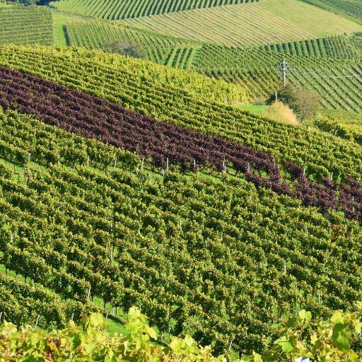 Wanderung in Baden am Kaiserstuhl zu den steilen Weinreben - Gesundwanderer Wanderblog