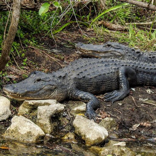 Alligatoren beim Everglades Wandern - gesundwanderer.de