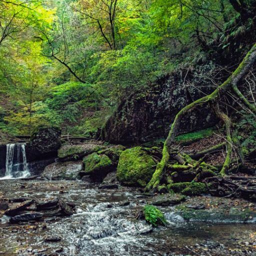 Tief in den Wäldern der Ehrbachklamm wandern - gesundwanderer.de
