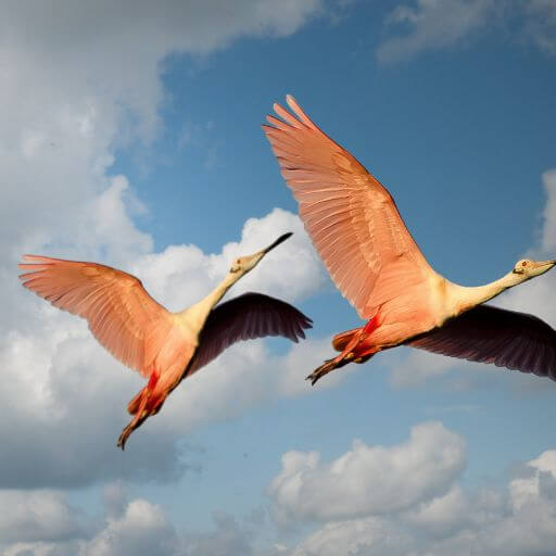spoonbills beim Everglades Wandern entdecken - gesundwanderer.de