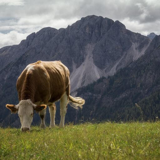 Wandern zu Wiesen und Weite mit Kuehen in den Dolomiten - Bozen Wanderung mit Gesundwanderer.de