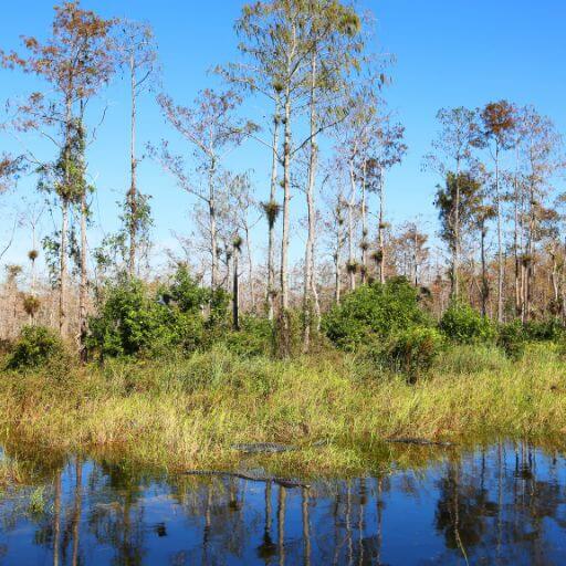 Big Cypress Preserve Wandern in Florida - gesundwanderer.de
