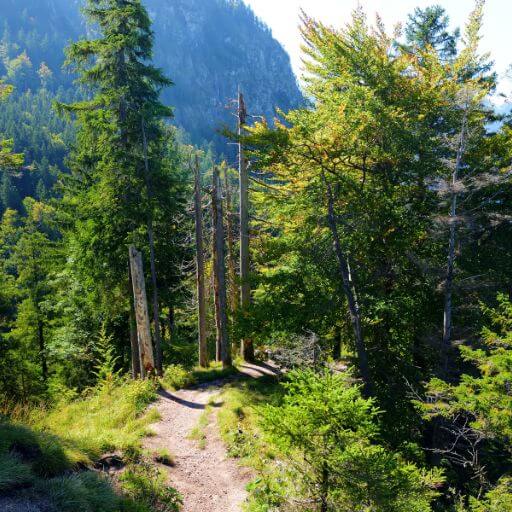 Wanderpfade und die besten Wege rund um Schloss Neuschwanstein mit dem Gesundwanderer Magazin entdecken