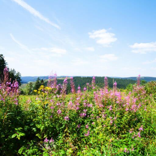 Rothaargebirge Sauerland mit Wilden Orchideen beim wandern - gesundwanderer.de
