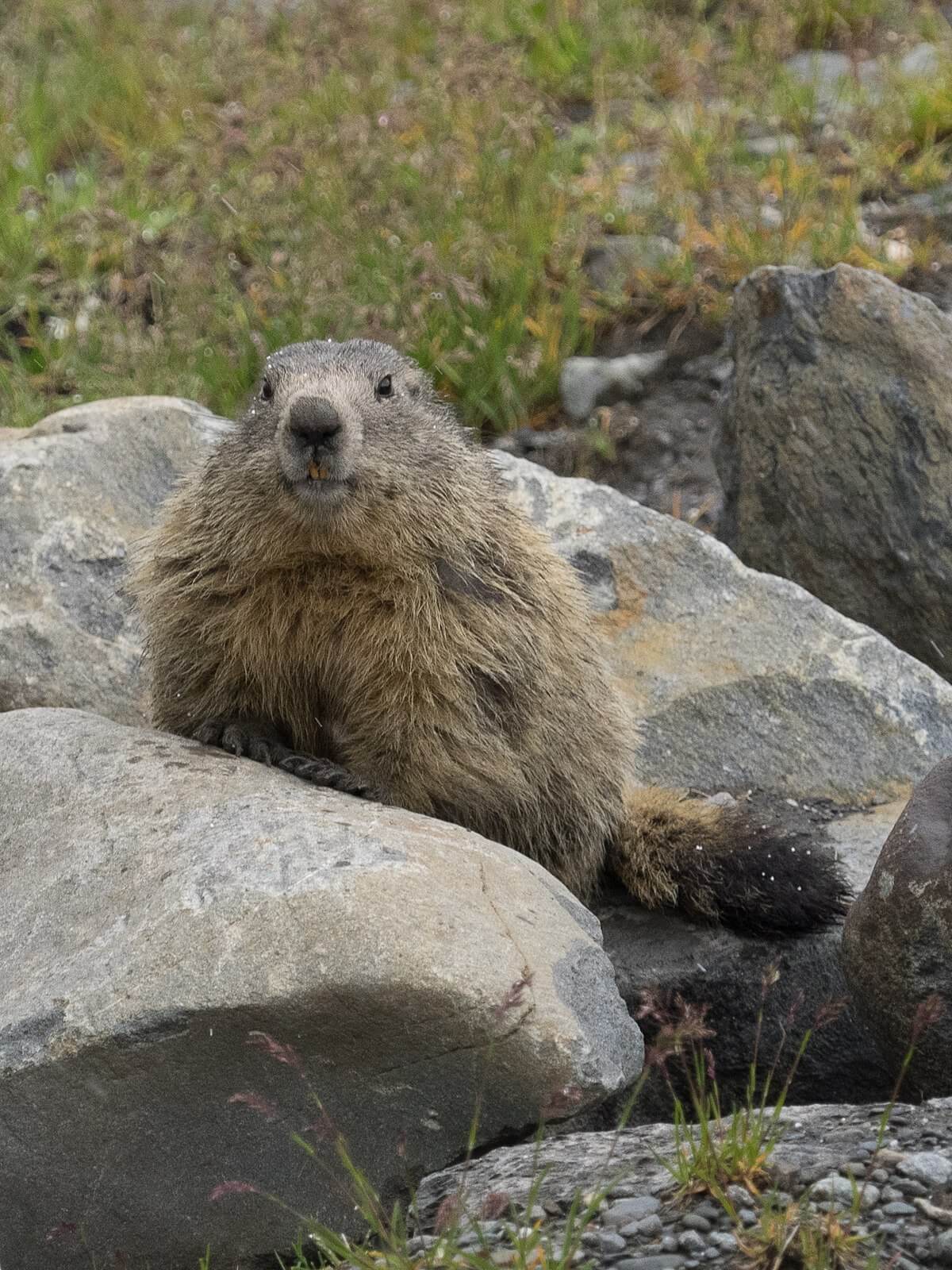Alpenmurmeltier in Nahaufnahme im Nationalpark Vanoise