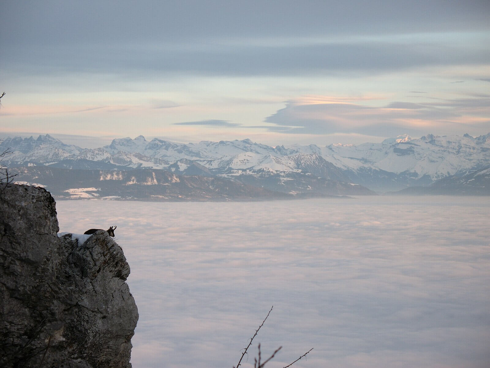 Gämse auf Felsvorsprung vor Alpenkulisse
