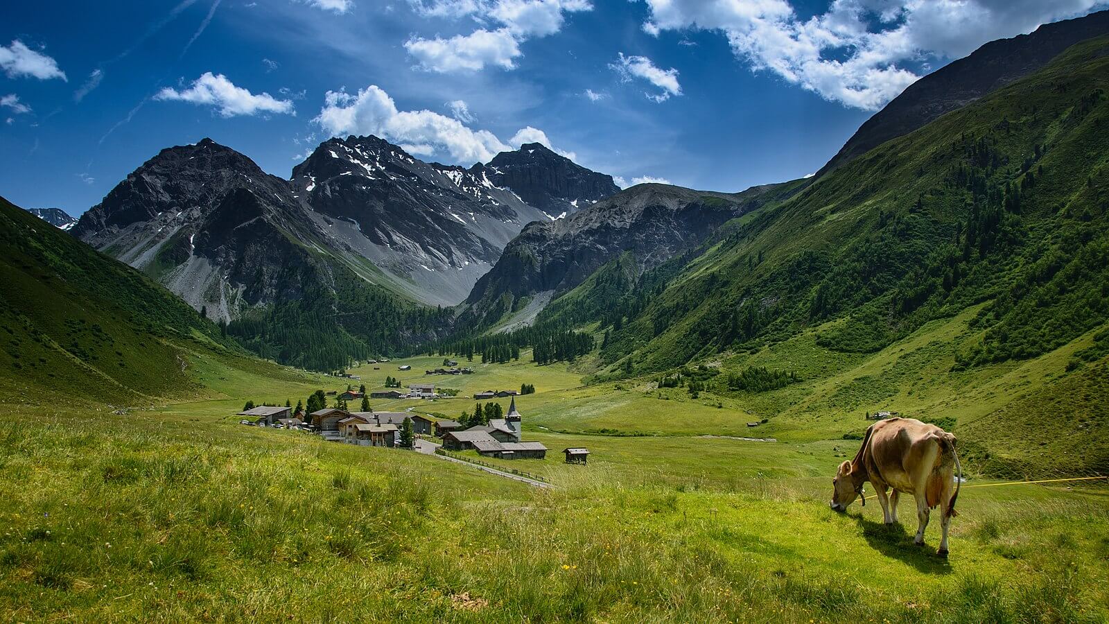 Kuh auf Almwiese oberhalb von Sertig Dörfli, Davos