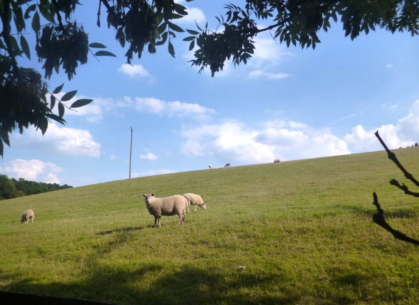 Schafherde grast an einem Hügel bei Swyncombe