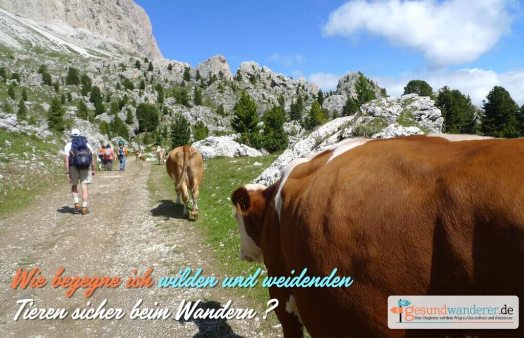 Wie begegne ich wilden und weidenden Tieren sicher beim Wandern? gesundwanderer magazin