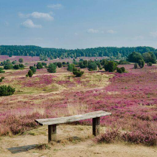 Naturerlebnis Wandern Lüneburger Heide - gesundwanderer magazin