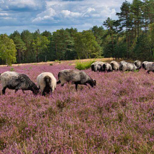 Wandern in der Lüneburger Heide bei Heideblüte - gesundwanderer.de