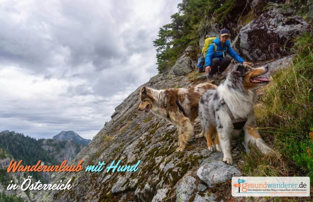 Wanderurlaub mit Hunden in Oesterreich im gesundwanderer Magazin