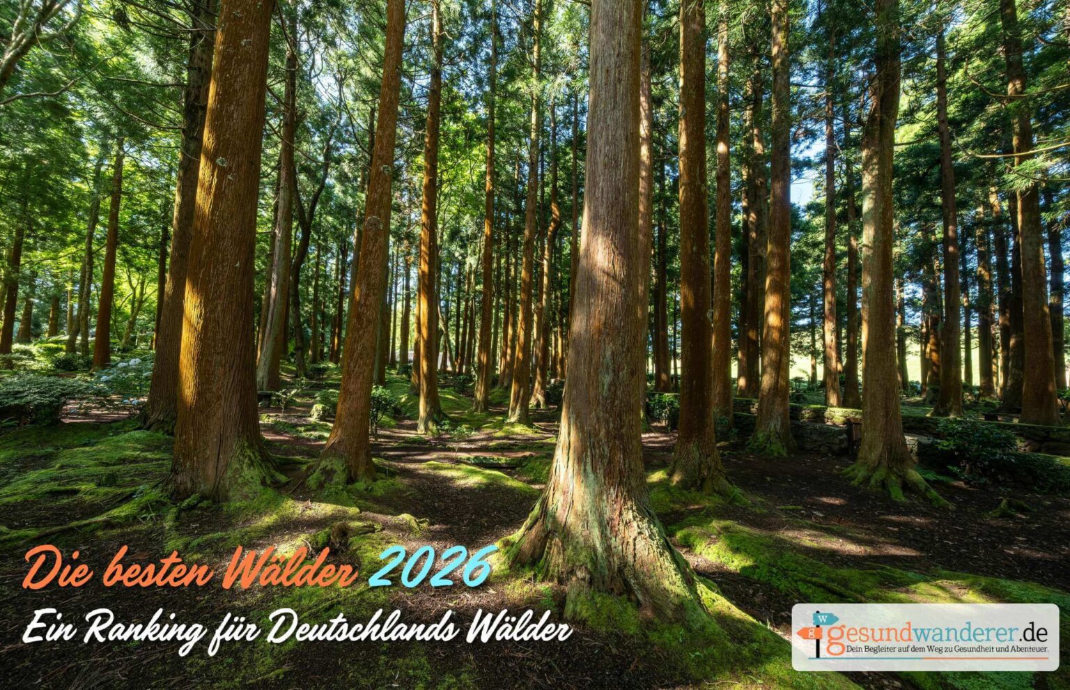 Die besten Wälder Deutschlands 2026 - gesundwanderer magazin