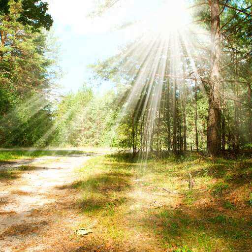 Die schönsten Wälder in Deutschland -gesundwanderer.de