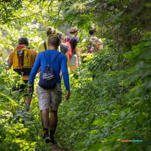Wandergruppe auf einem Waldweg