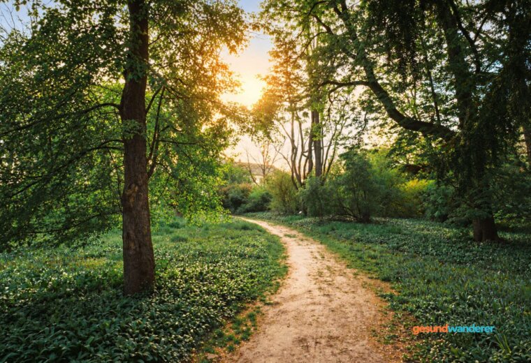Weg durch einen grünen Wald als Illustration einer Wanderung