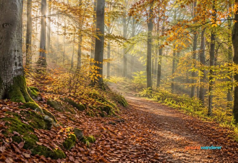 Waldweg zwischen herbstlichen Buchen im sanften Morgenlicht