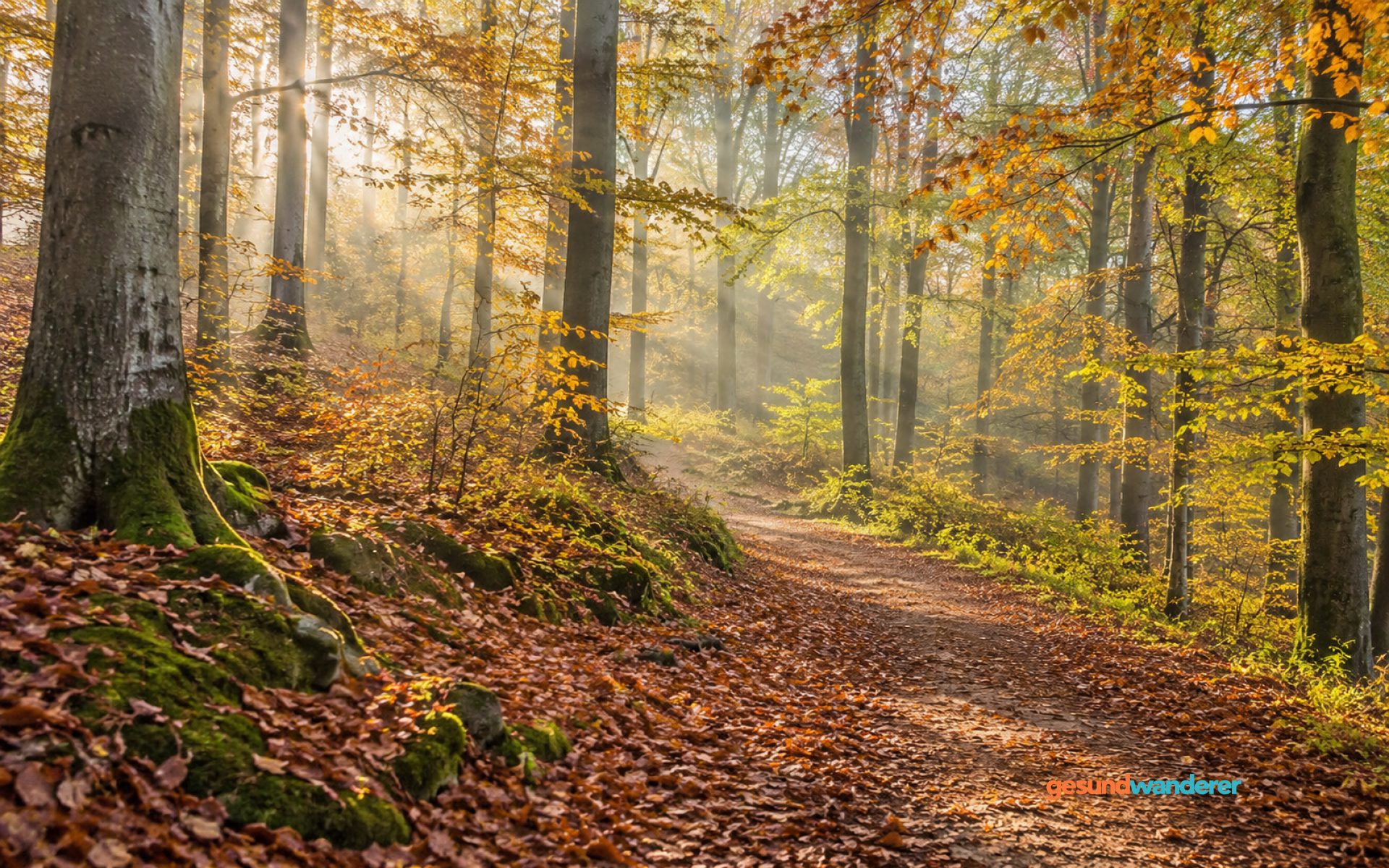 Waldweg zwischen herbstlichen Buchen im sanften Morgenlicht
