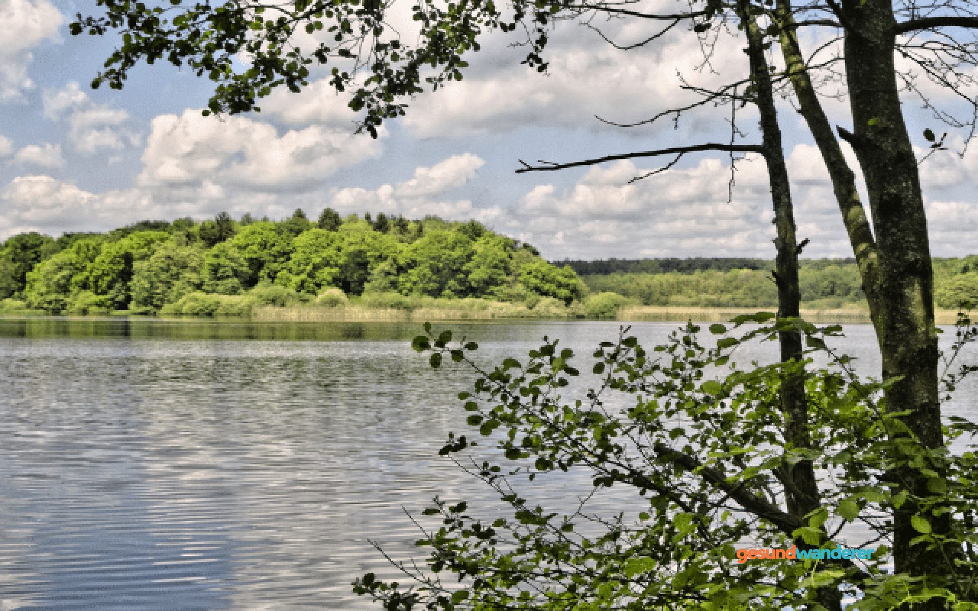 See im Westerwald mit bewaldetem Ufer und Spiegelung im Wasser