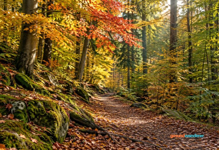 Waldweg unter gelb, orange und grün gefärbten Laubbäumen im Sonnenlicht